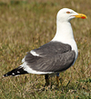 juvenile LBBG in October, ringed in Norway. (131273 bytes)
